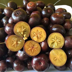 Mua cây Hồng quân.... 6 tháng cây cho trái