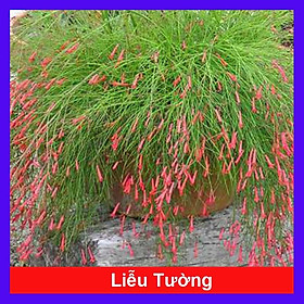 Mua Cây Liễu Tường Hoa Đỏ - cây cảnh để bàn + tặng phân bón cho cây