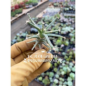 CÂY XƯƠNG RỒNG CỌNG RƠM LEUCHTENBERGIA PRINCIPIS
