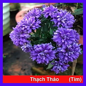 Cây Hoa Thạch Thảo (Tím) - cây cảnh để bàn