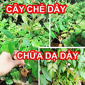 Mua Cây Chè Dây