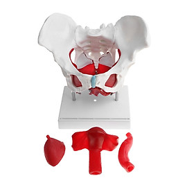 Hình ảnh sách Female Pelvis Model With Muscles and Organs Anatomical Female Pelvis 1:1