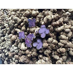 Tổng hợp bài thuốc chữa bệnh từ gừng đen