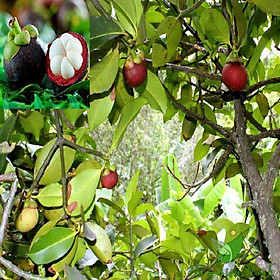 Mua CÂY GIỐNG MĂNG CỤT NHIỆT ĐỚI SIÊU CHỊU NHIỆT SIÊU QUẢ DÒNG QUẢ SỚM