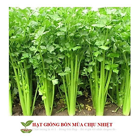 Mua GÓI 200 HẠT GIỐNG CẦN TÂY