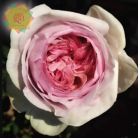 Mua Cây hoa hồng ngoại Yves Maiden (bụi) fom siêu đẹp - Hoa hồng Thăng Long Flower