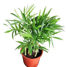 Cau tiểu trâm chậu nhỏ