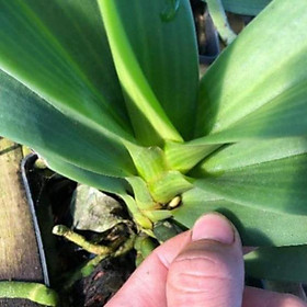 Mua Lan Ngọc điểm/Nghinh Xuân/Đai Châu chậu gỗ cây đang nụ hoa tết 2021 cây cực đẹp