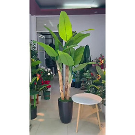 Mua Cây chuối cảnh giả - Cây chuối quê - Size từ 150cm- 200cm - Cây giả  hoa lụa Decor trang trí nhà cửa