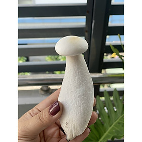 Mua phôi nấm đùi gà