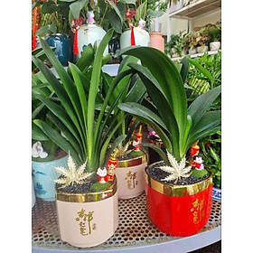 Mua Chậu Cây lan quân tử (tiểu cảnh nhóc tì)