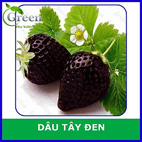 Mua Hạt Giống Dâu Tây Đen F1 Xuất Xứ NewZealand (100H)