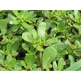 Mua HẠT GIỐNG RAU SAM (SÂM ĐẤT)