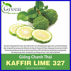 Mua Hạt Giống Chanh Thái Chất Lượng Cao