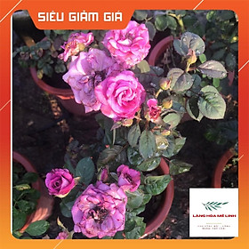 Hoa hồng Tezza - giống hồng mini mới
