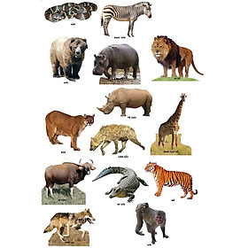 Bộ học các loài thú rừng (động vật trong rừng có đế kê), giáo cụ mầm non