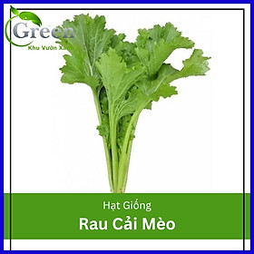 Mua Hạt Giống Rau Cải Mèo
