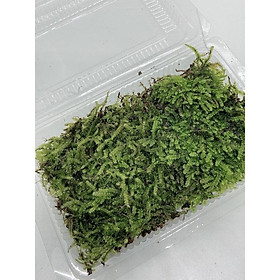 Các loại Rêu xanh trắc bá, rêu xạ hương, rêu cỏ, wepping, đầu trắng, cỏ mây setup bể bán cạn, bể terrarium, tiểu cảnh