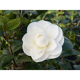 Mua Combo 5 bầu cây giống hoa bạch trà  hoa trà trắng cổ hàng cực hiếm  gửi đi nguyên bầu