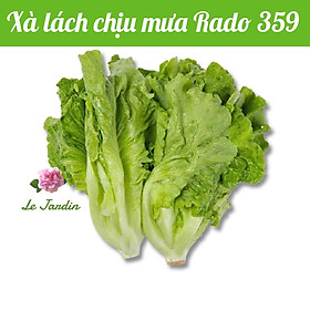 Hạt giống xà lách chịu mưa Rado 359 gói 10gr - Dễ trồng