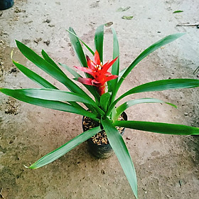 Mua Trầu bà đế vương đỏ - Cây cảnh trong nhà - caykiengsadec + Tặng phân bón cho cây mau lớn