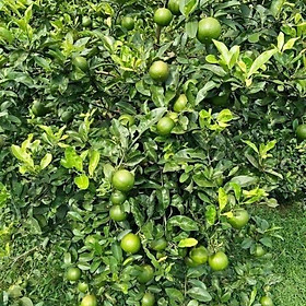 Mua CÂY GIỐNG CHANH TỨ QUÝ