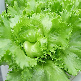 Mua Hạt giống xà lách Minetto VTS101