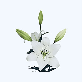 Eyeliner Lily (hoa Lily Eyeliner)