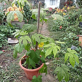 Mua Cây hoa đèn lồng Abutilon pictum