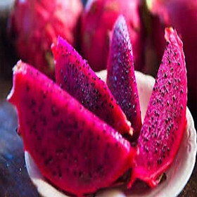 Mua Cây giống thanh long ruột đỏ. cây giống chuẩn cho năng suất cao