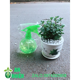 Chậu Cây Bạc Hà Doublemint Kèm Bình Tưới Mini