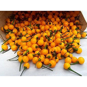 Mua Gói 03 Hạt Giống Ớt Mắc Nhất Thế Giới Aji Charapita 570tr/kg Loại Ớt Ngon Và Đắt Nhất Thế Giới