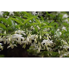 Sản phẩm CÂY MAI CHIẾU THỦY