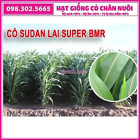 Hạt giống cỏ cao lương Sudan Super BMR gói 100g