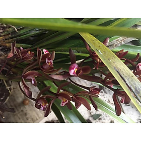 1 thân LAN KIẾM ĐỎ VÙNG TÂY BẮC làm giống
