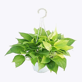 CHẬU CÂY TRẦU BÀ VÀNG ,LOÀI CÂY SANG TRỌNG, QUÝ PHÁI, VƯỢNG TÀI LỘC CHO GIA CHỦ