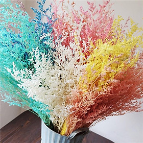 Mua Hoa sao khô phong cách Bắc Âu cắm hoa trang trí  làm handmade  phụ kiện chụp ảnh sản phẩm