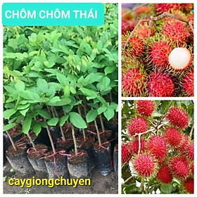 CÂY GIỐNG CHÔM CHÔM THÁI GHÉP