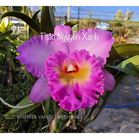 Mua Hoa Lan Cattleya hoa đại màu tím - cây con