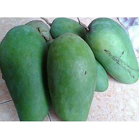 CÂY GIỐNG XOÀI TÍM SIÊU QUẢ