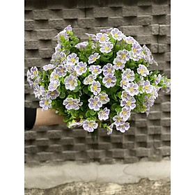 Mua Bụi hoa lan b ư ớ m đủ màu