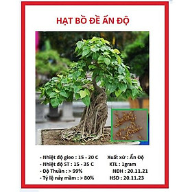 Hạt giống cây bồ đề ấn độ đỏ CT5584 - 1 gram ( gần 30 hạt )