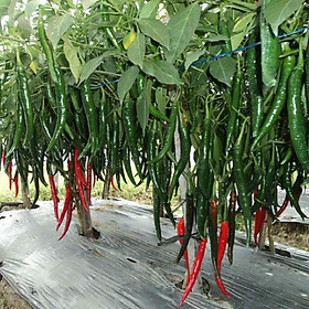 01 Gói Hạt Giống Ớt Hàn Quốc