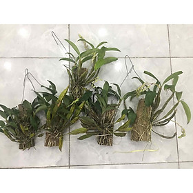 Mua Hoa phong lan kiều thái