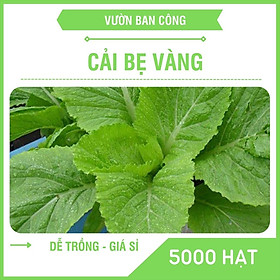 Hạt giống Cải Bẹ Vàng, Rau Cải Ngọt Hà Giang Gói 5000 2000 100 Hạt - Khu vườn Ban Công