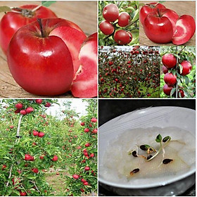 Hạt giống táo đỏ lùn Mỹ - 10 hạt/gói ( Kèm 3 viên nén ươm hạt )