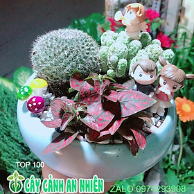 Mua Chậu Xương Rồng Tiểu Cảnh