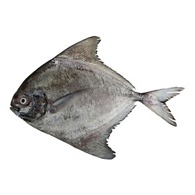 CÁ CHIM TRẮNG 1 CON