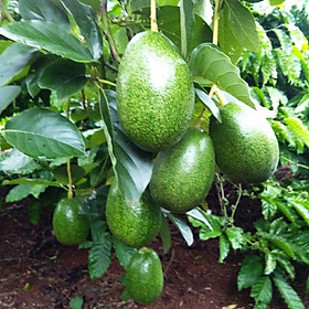 Mua Cây giống Bơ sáp lùn Thái Lan