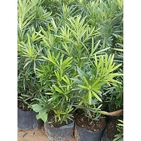 Mua Cây giống tùng la hán khỏe đẹp